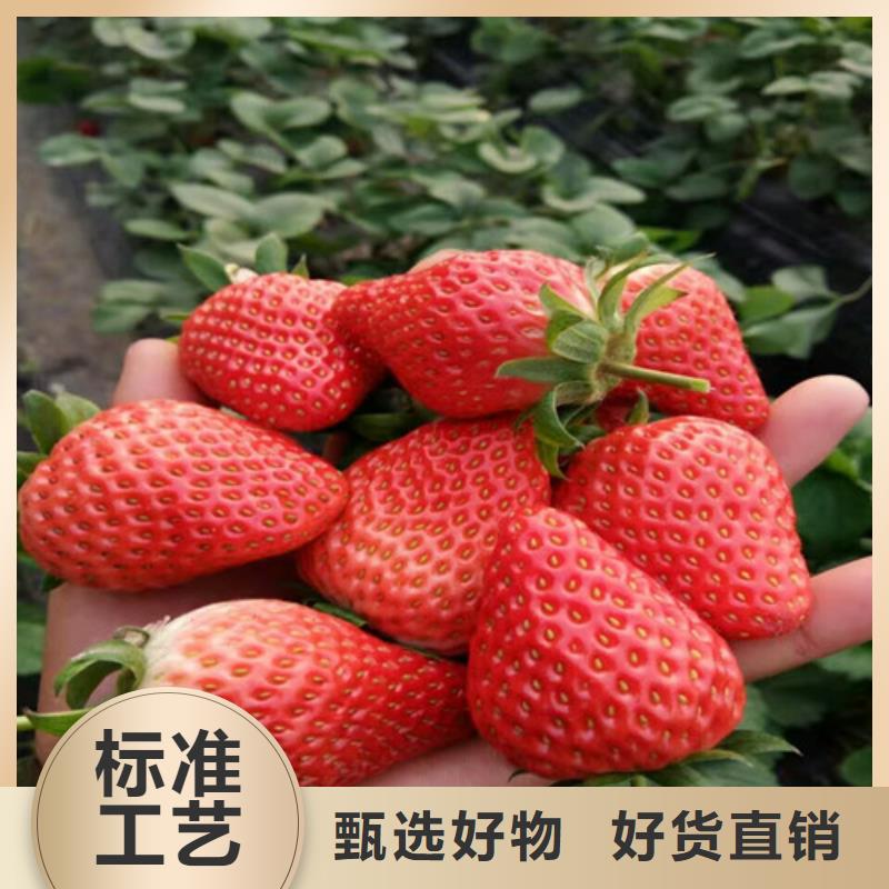 订购圣诞红草莓苗怎么选？