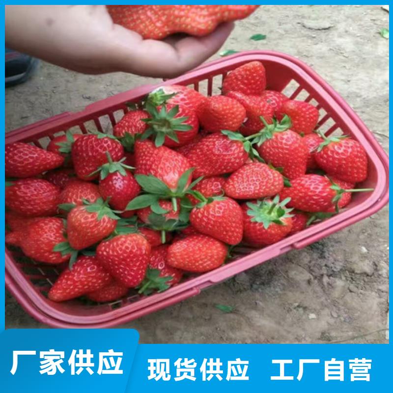 可定制奶油草莓苗的厂家