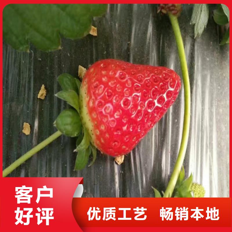 白雪公主草莓苗育苗厂家