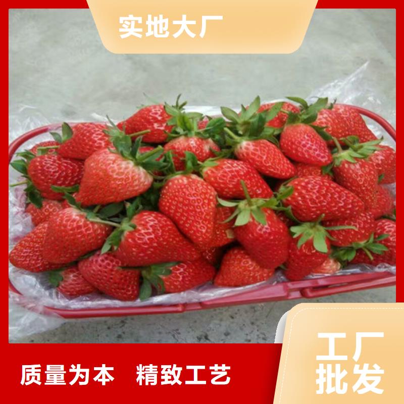 定制隋珠草莓苗厂家