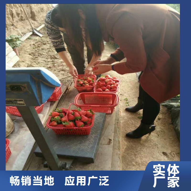 脱毒草莓苗