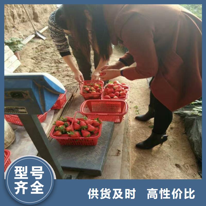 妙香草莓苗厂家-发货及时