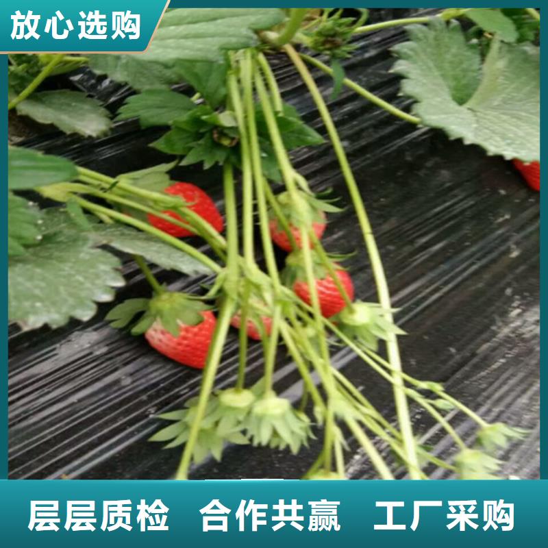 巧克力草莓苗2025已更新(今日/动态)