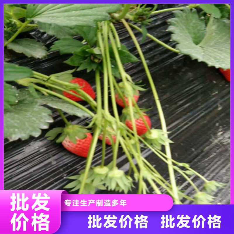 草莓苗品种质量有保证