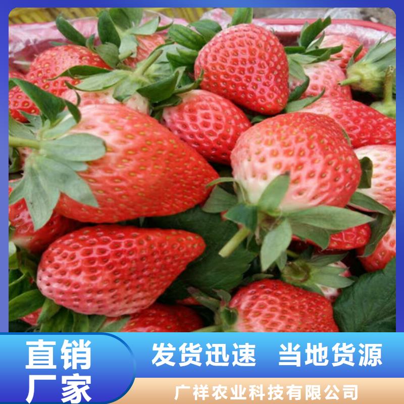 东昌府红颜草莓苗种植地区
