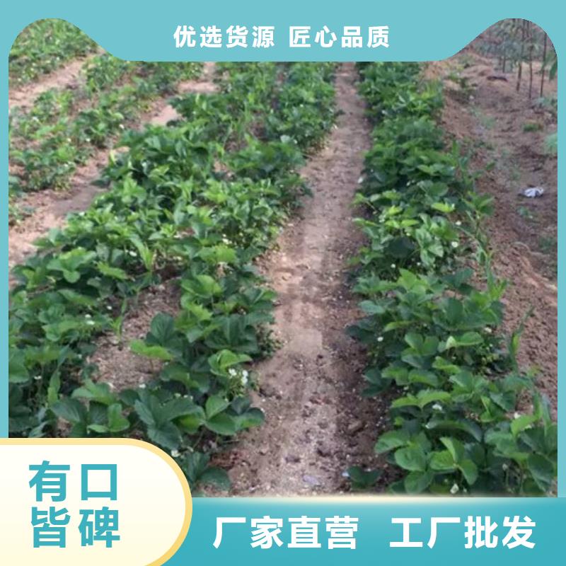 陵水县香野草莓苗择优