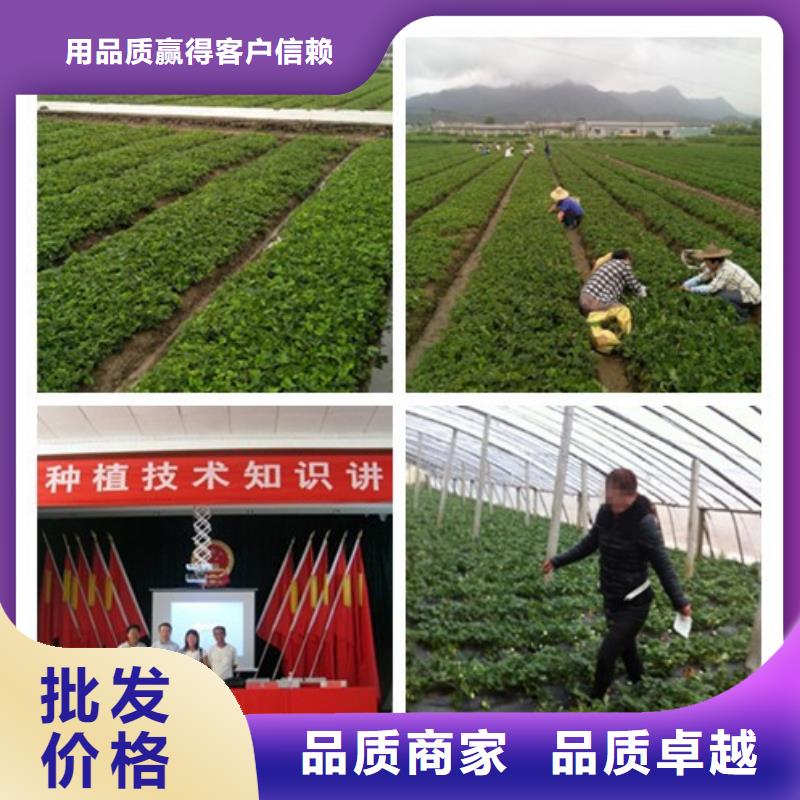妙香草莓苗