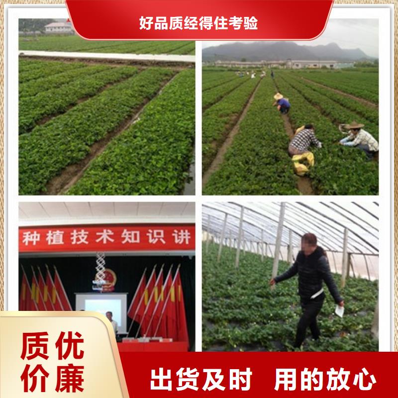 哪里出售二代草莓苗，二代草莓苗育苗厂家