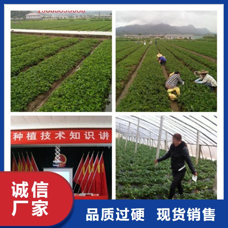 草莓苗黑珍珠草莓苗匠心品质