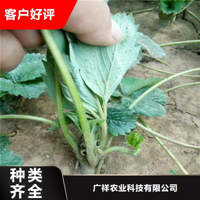 哪里出售二代草莓苗，二代草莓苗育苗厂家