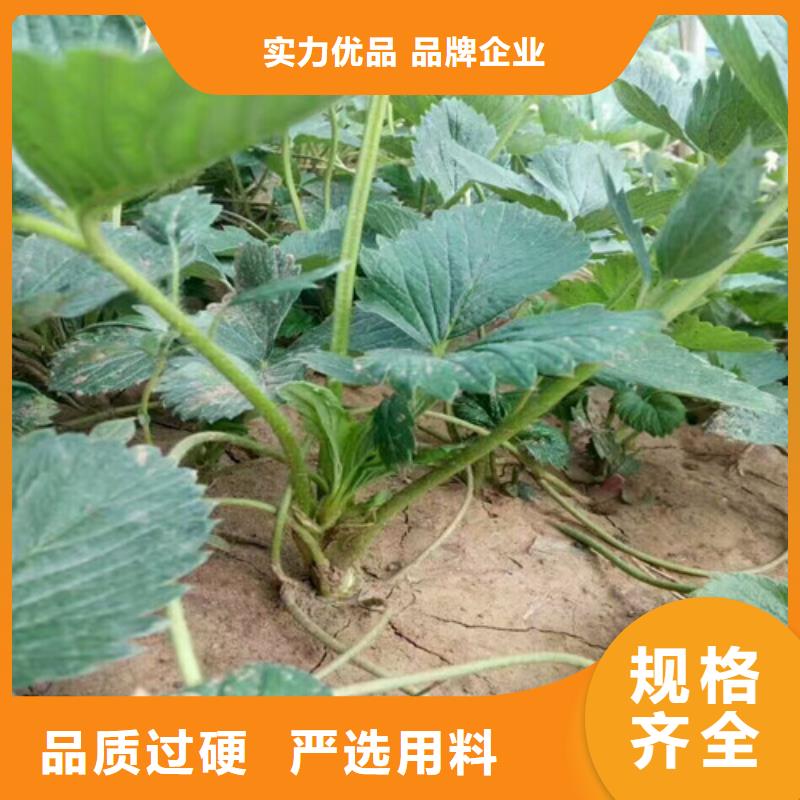莎尔图草莓苗品种便宜价格