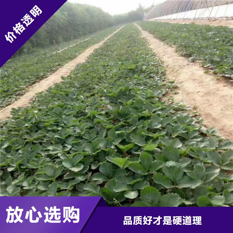 【草莓苗】果树苗种类多质量好