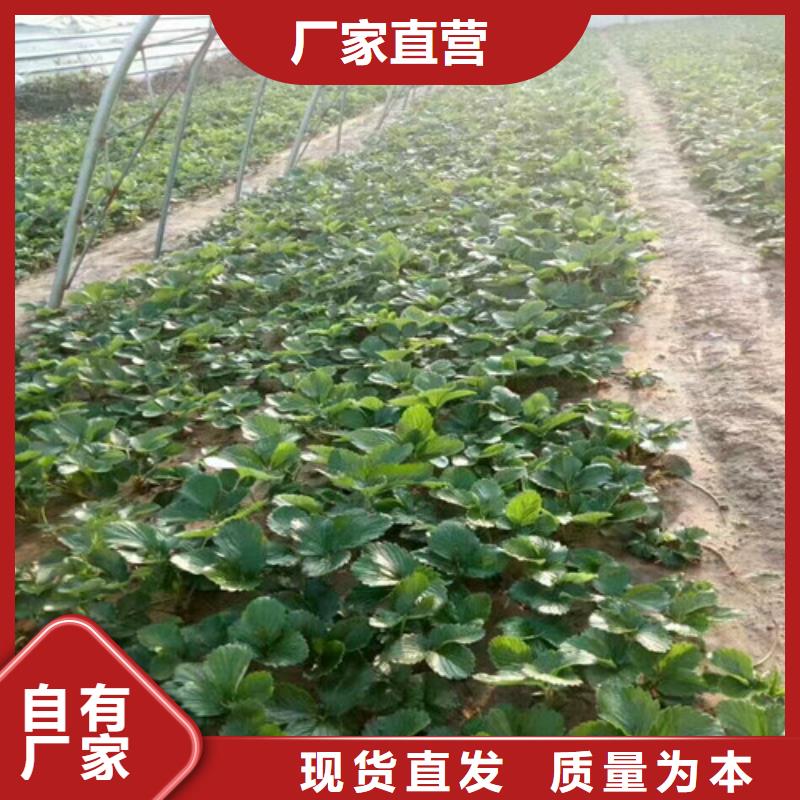 【草莓苗梨树苗基地优质原料】