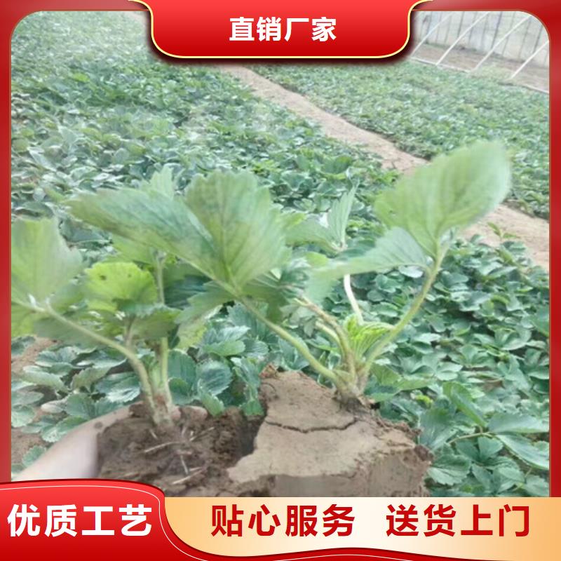 甜查理草莓苗优选商家