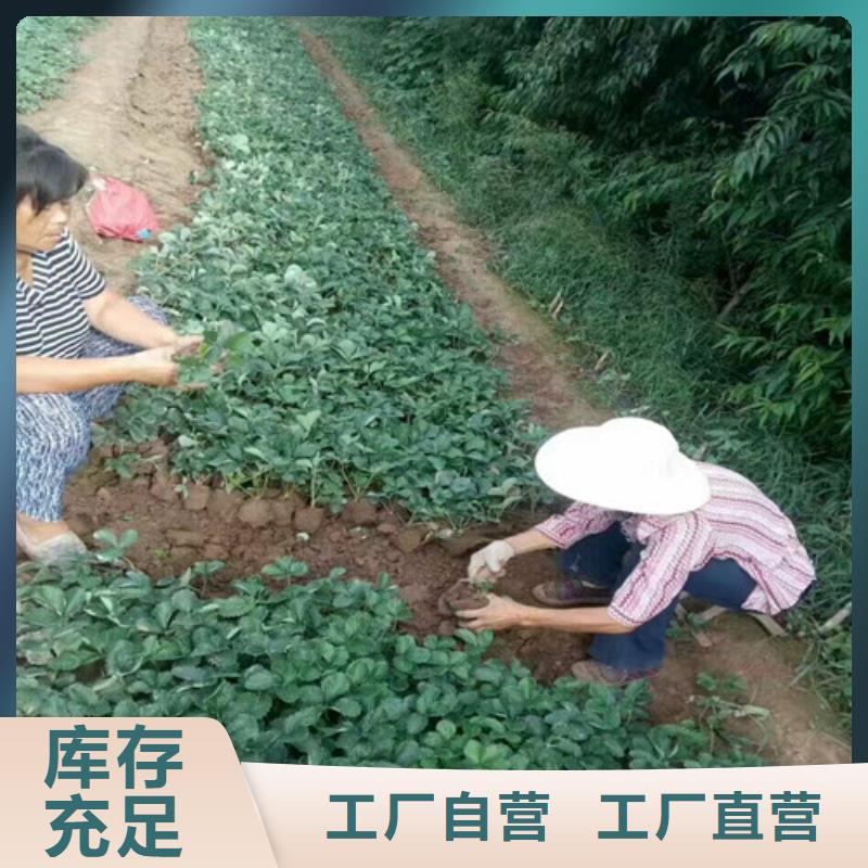 宁玉草莓苗品牌厂家