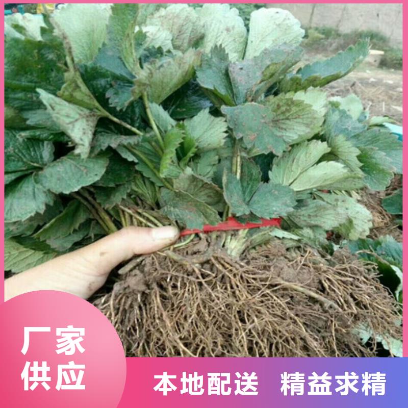 【草莓苗梨树苗基地优质原料】