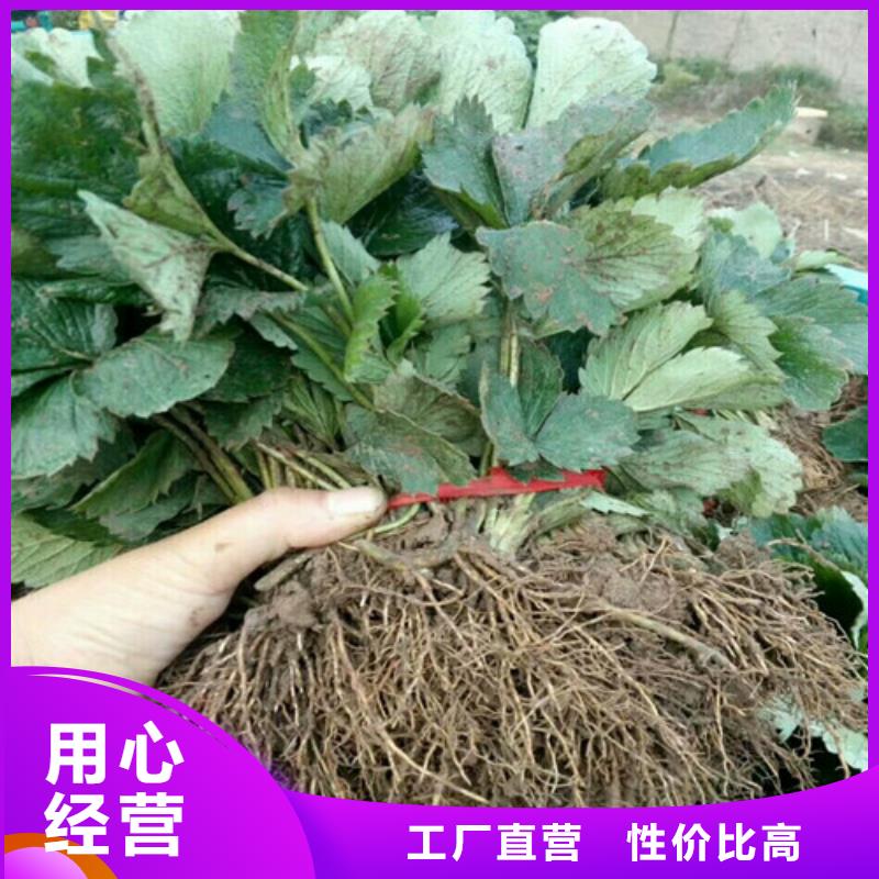 草莓苗-苹果苗品质无所畏惧