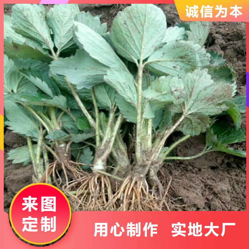 秦州奶油草莓苗现货齐全