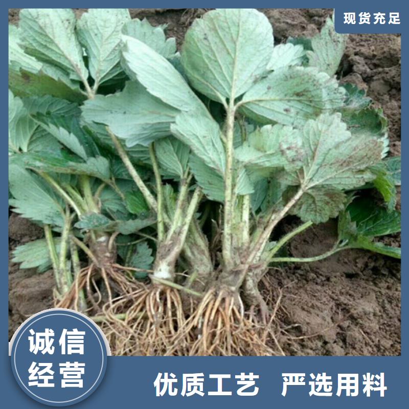 【草莓苗】,果树苗海量现货