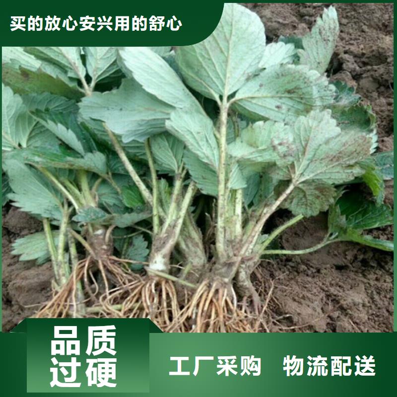 鄂城哪里有白草莓苗，白草莓苗批发