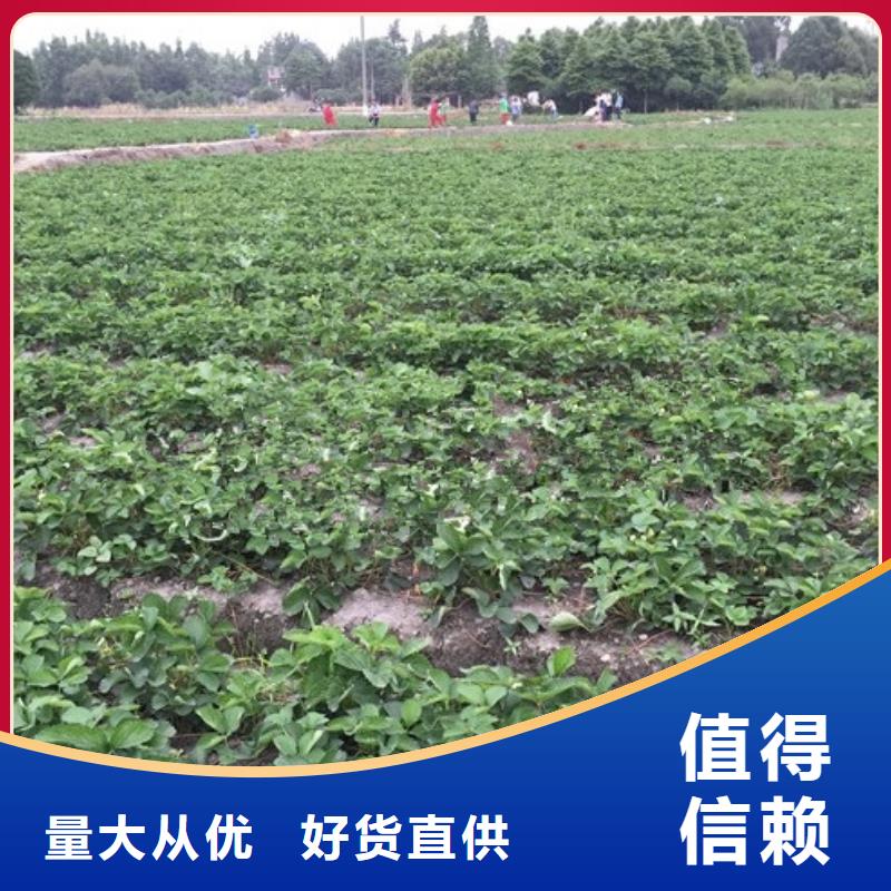 【草莓苗】-苹果苗畅销本地