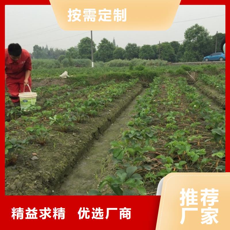 草莓苗【果树苗】选择我们没错