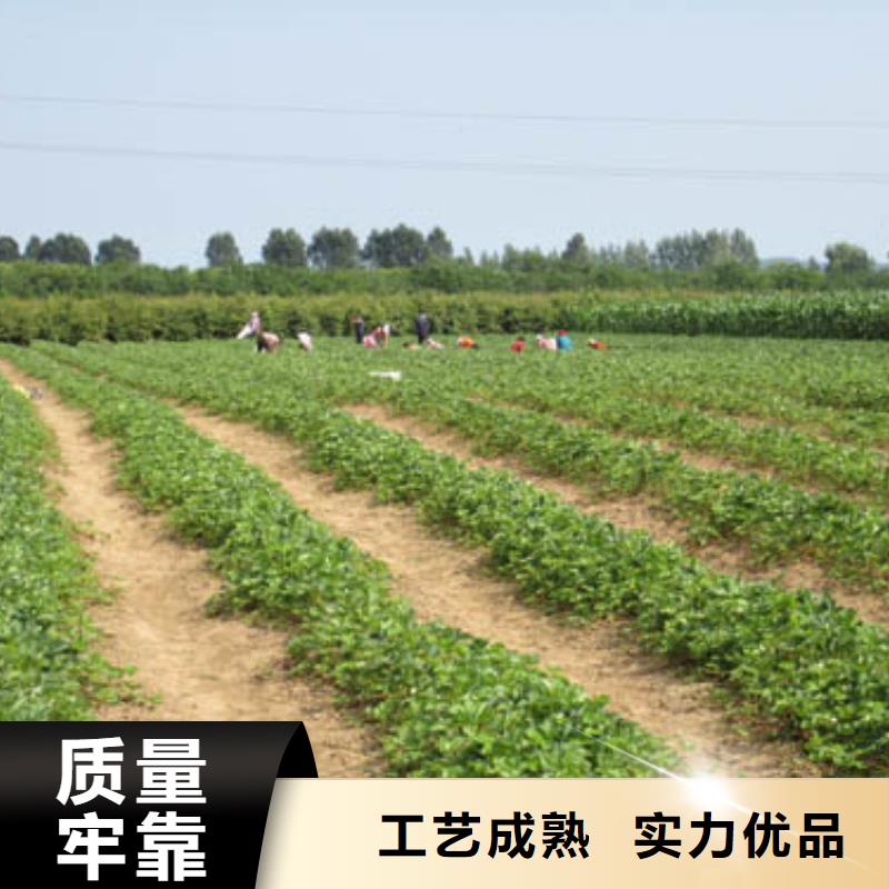 妙香7号草莓苗厂家制造生产