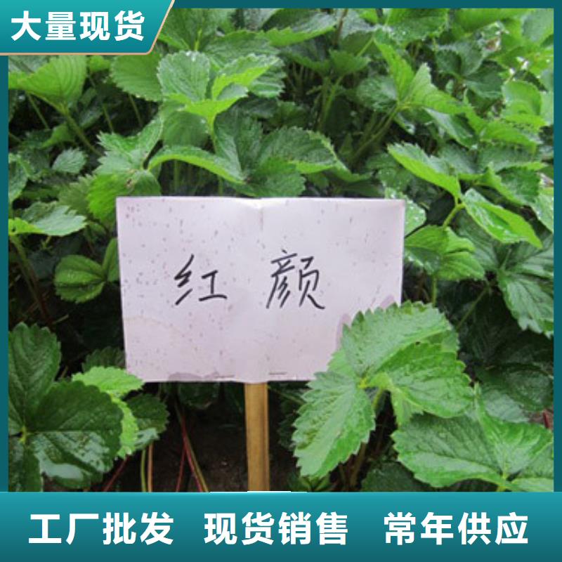 【草莓苗黄金苹果树苗随到随提】