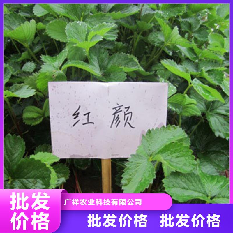 莎尔图草莓苗品种便宜价格