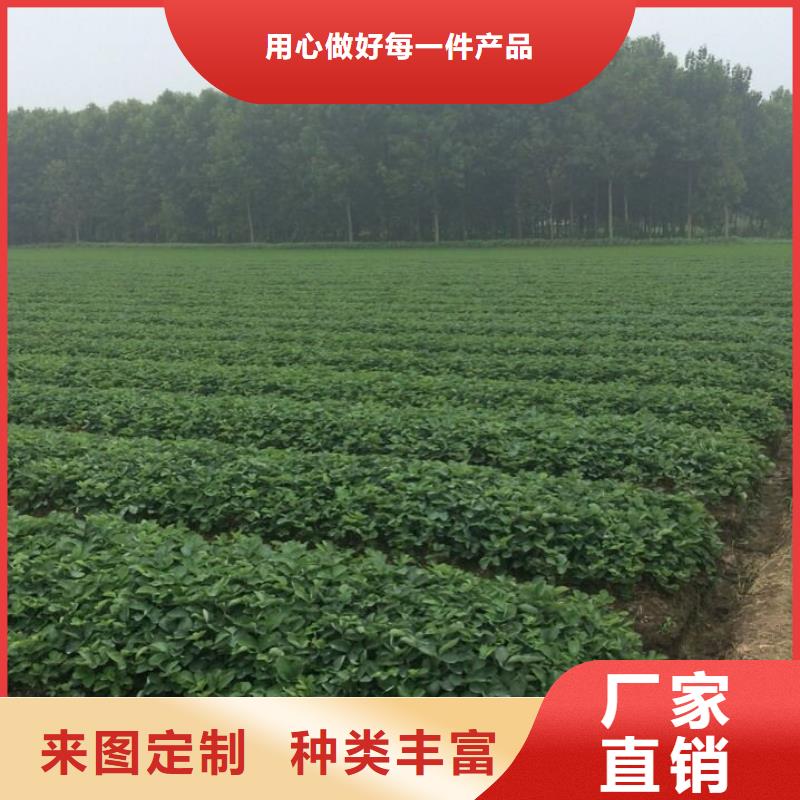 草莓苗西梅树苗严选用料