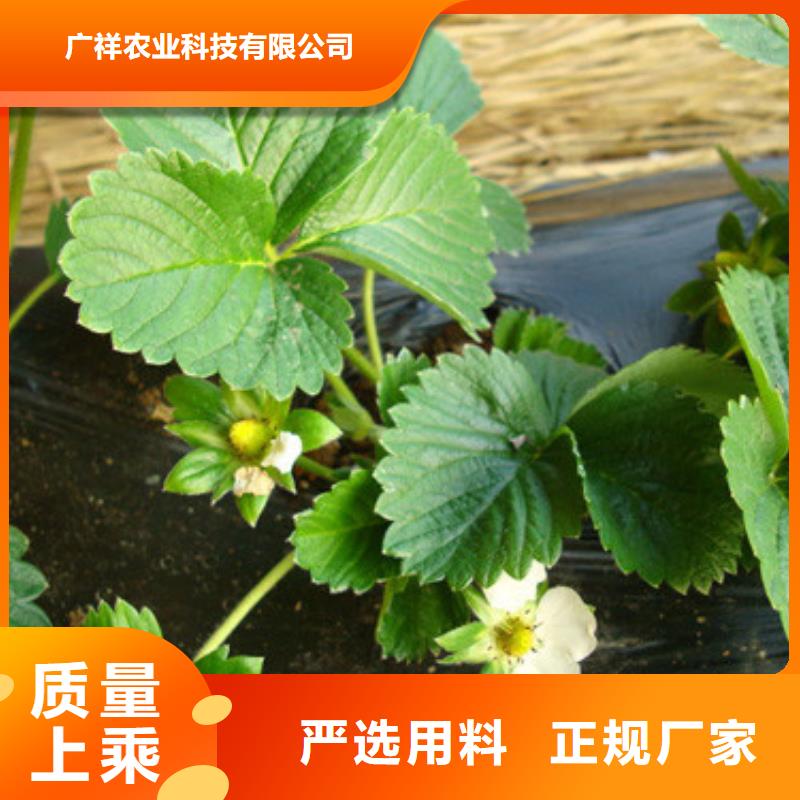 草莓苗,吉塞拉6号砧木常年出售