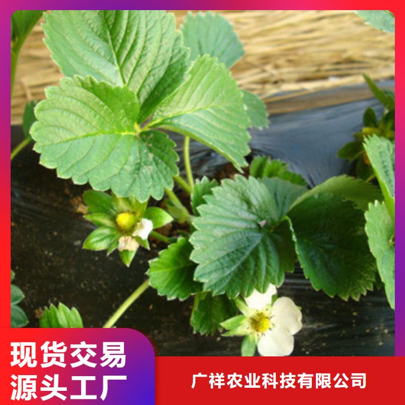 订购圣诞红草莓苗怎么选？