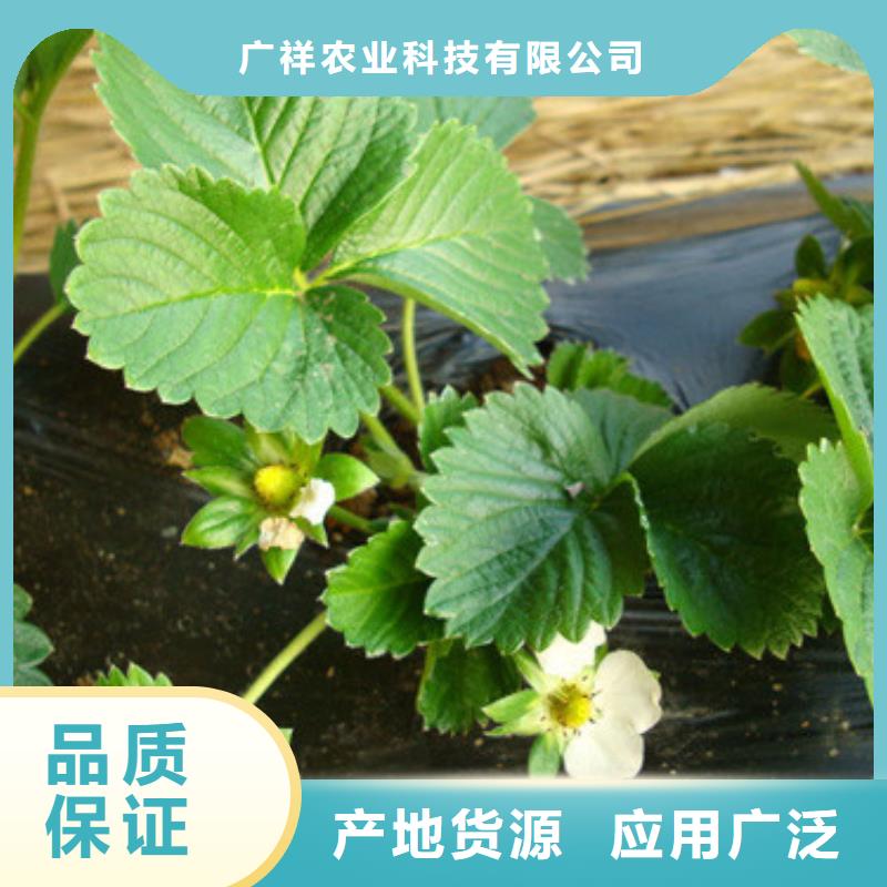 【草莓苗】,果树苗海量现货