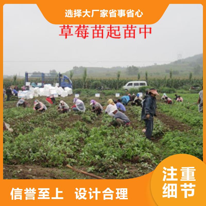白雪公主草莓苗参数图文介绍