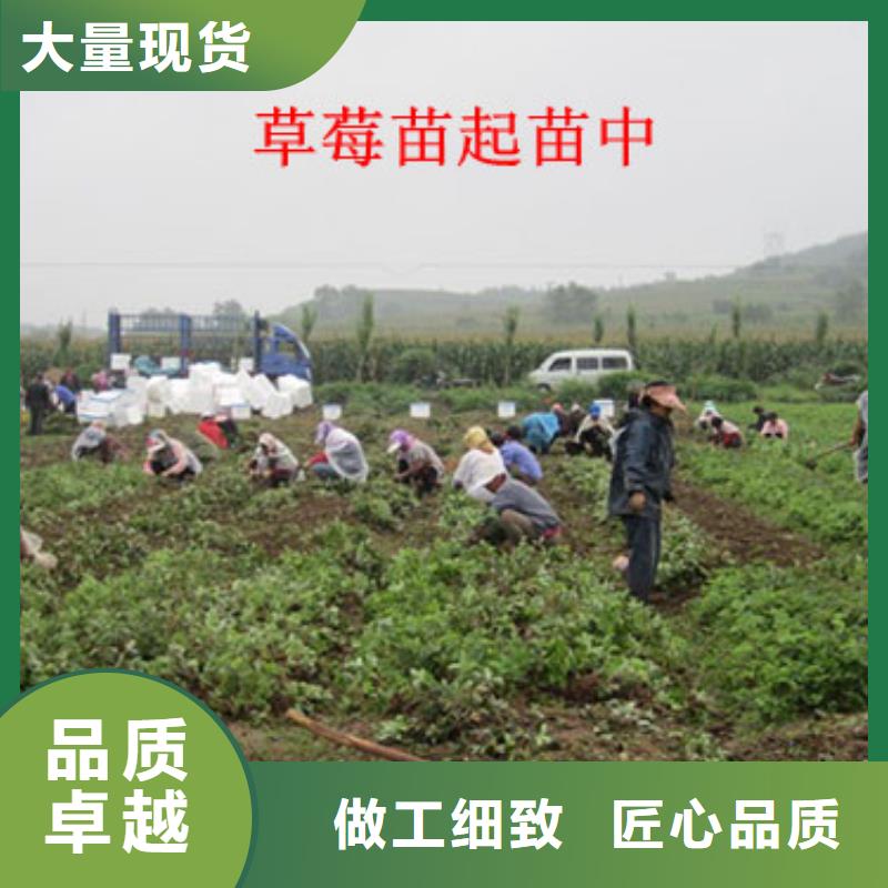 茶陵基地批发草莓苗品种，草莓苗品种批发价格