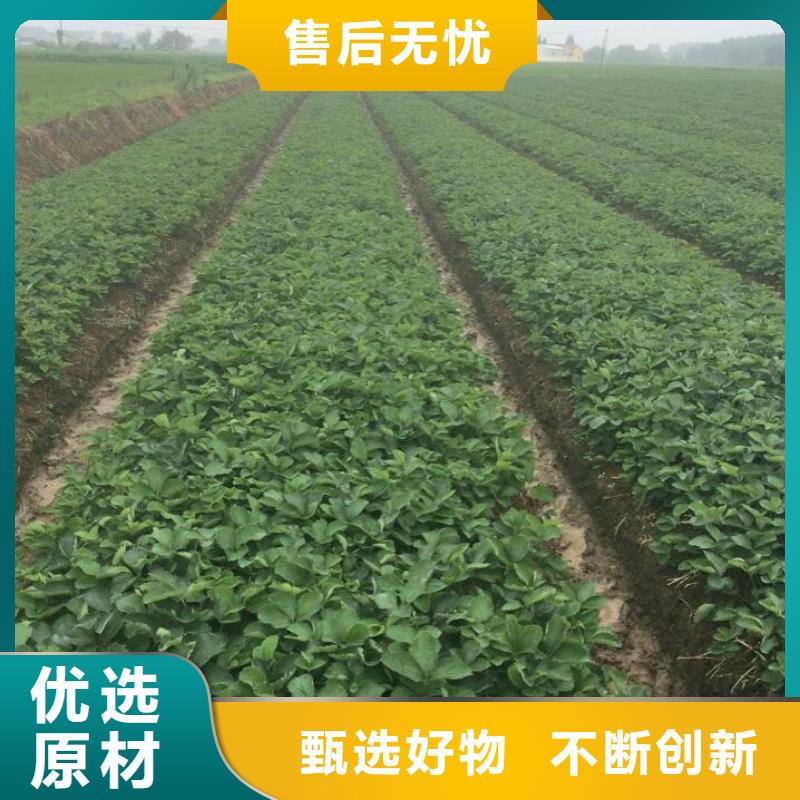 草莓苗【果树苗】选择我们没错