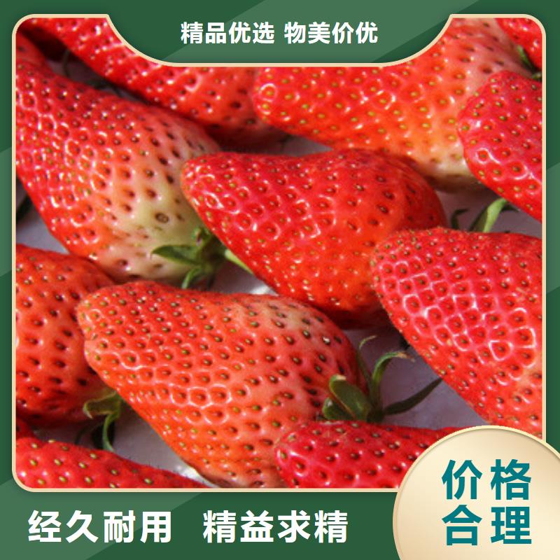 草莓苗黑珍珠草莓苗匠心品质