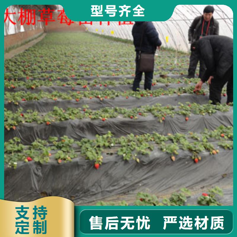 【草莓苗】-桃树苗基地为您提供一站式采购服务
