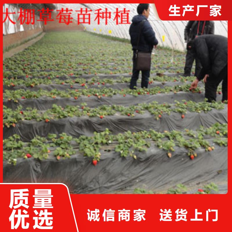 草莓苗 果树苗批发基地质量看得见