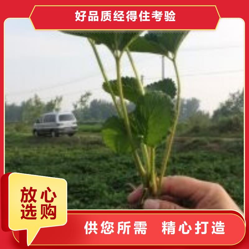 草莓苗黑珍珠草莓苗匠心品质