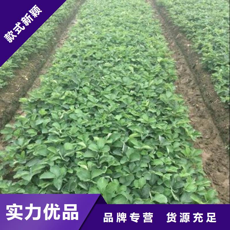 哪里出售白雪公主草莓苗，白雪公主草莓苗种植条件