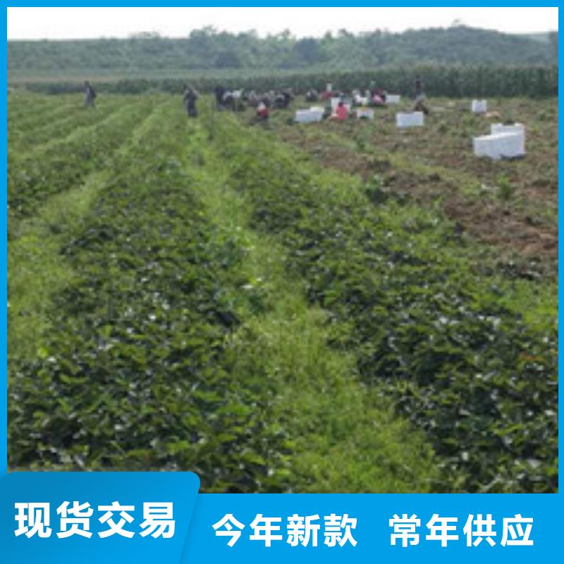 章姬草莓苗2025已更新(今日/动态)