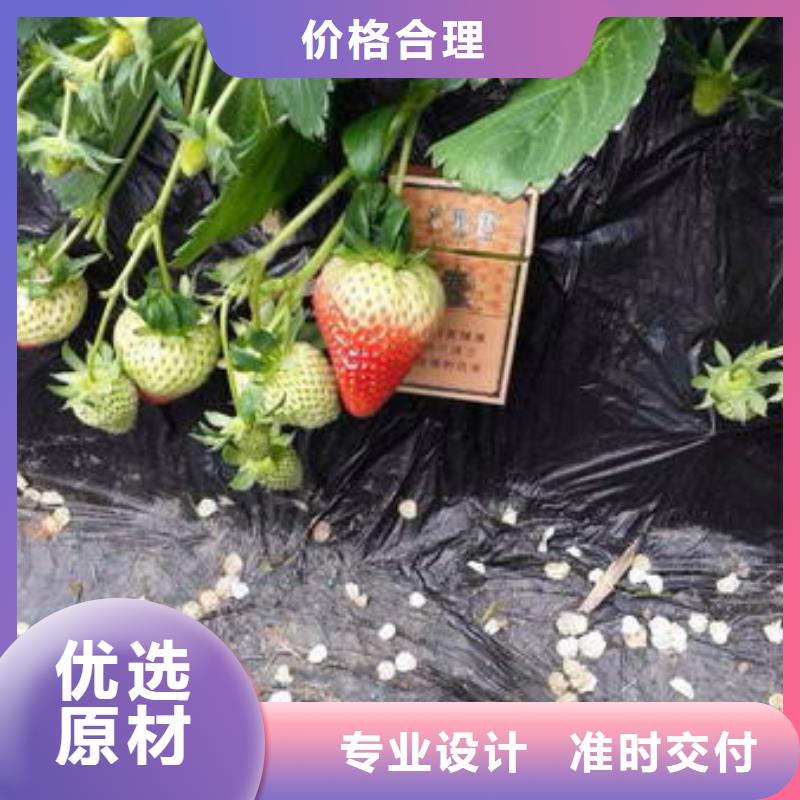 一年生桃熏草莓苗，桃熏草莓苗品种选择