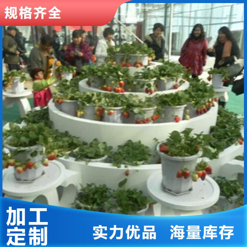 哪里出售二代草莓苗，二代草莓苗育苗厂家