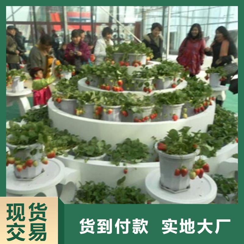【草莓苗】,果树苗海量现货