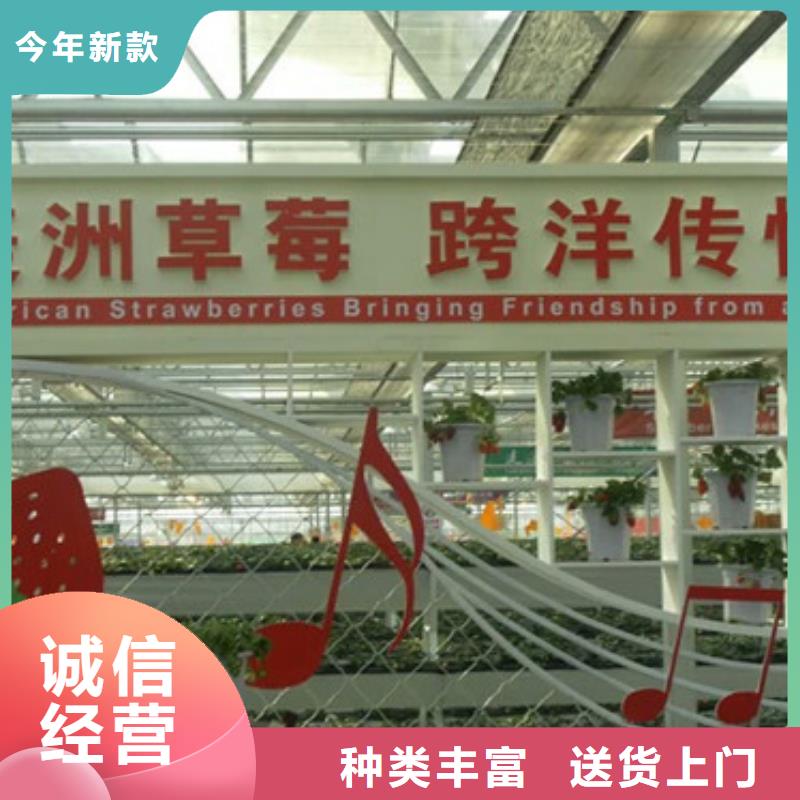 一年生桃熏草莓苗,桃熏草莓苗品种选择