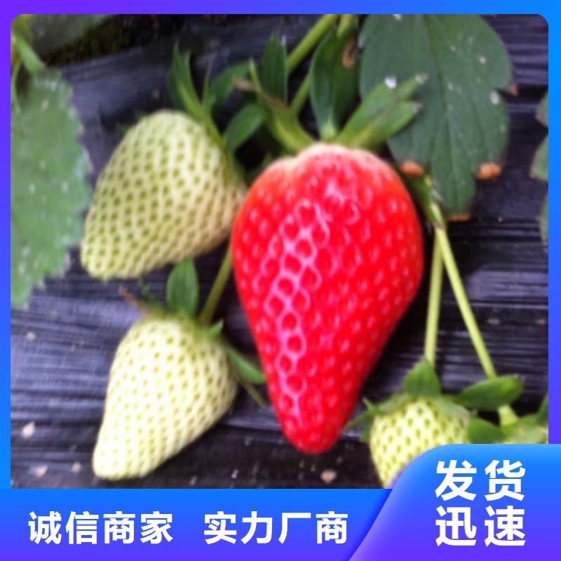 【草莓苗】,果树苗海量现货