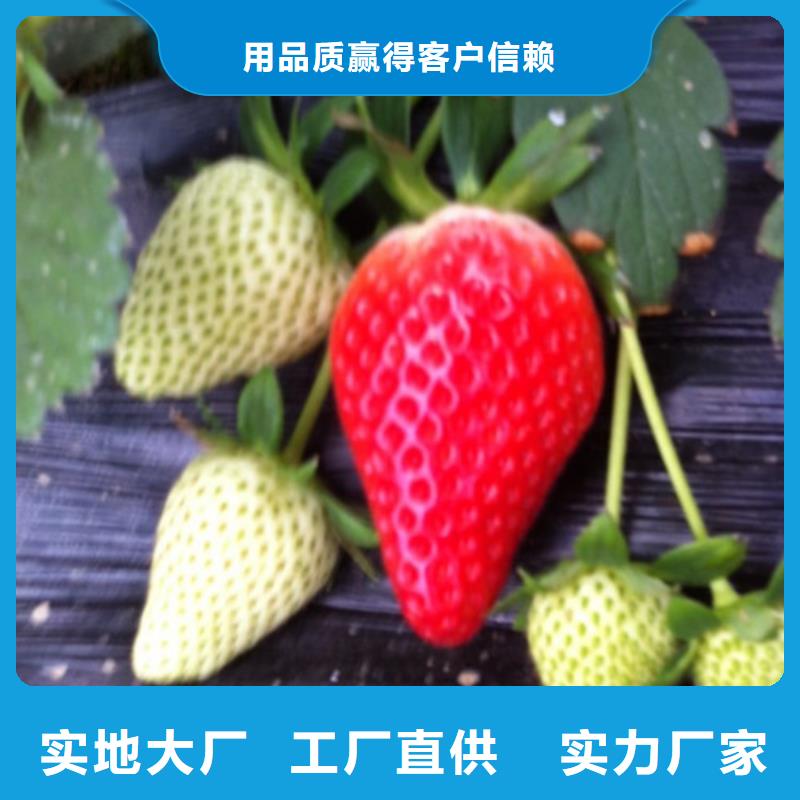 生产白果草莓苗的批发商