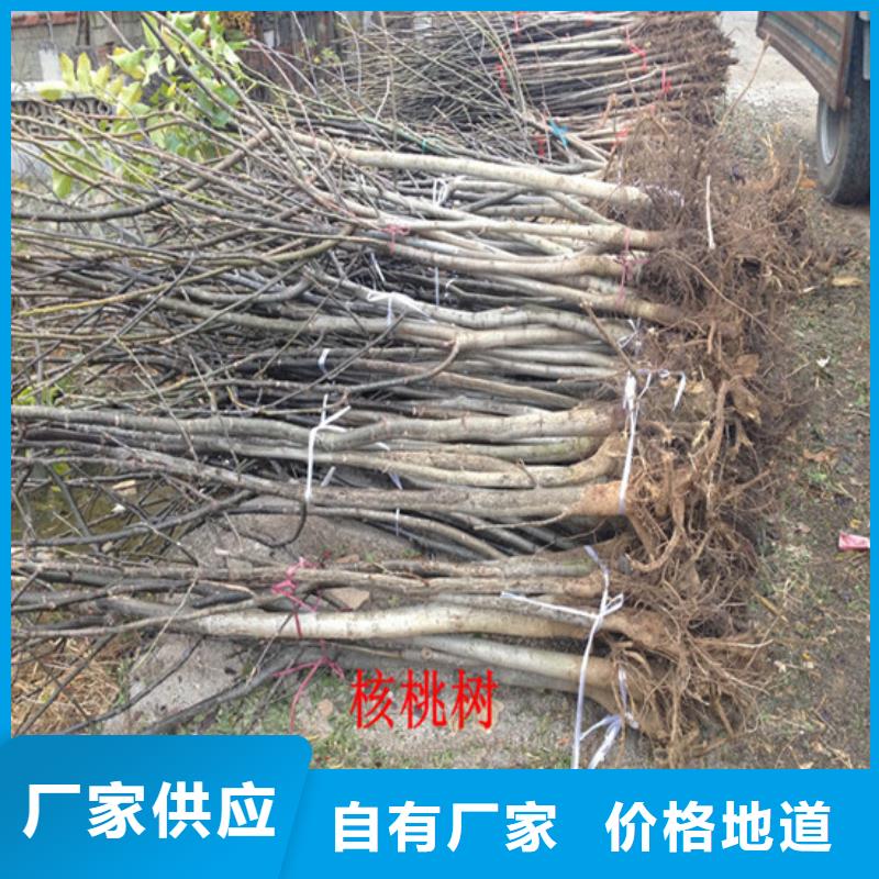 核桃苗大棚草莓苗免费回电