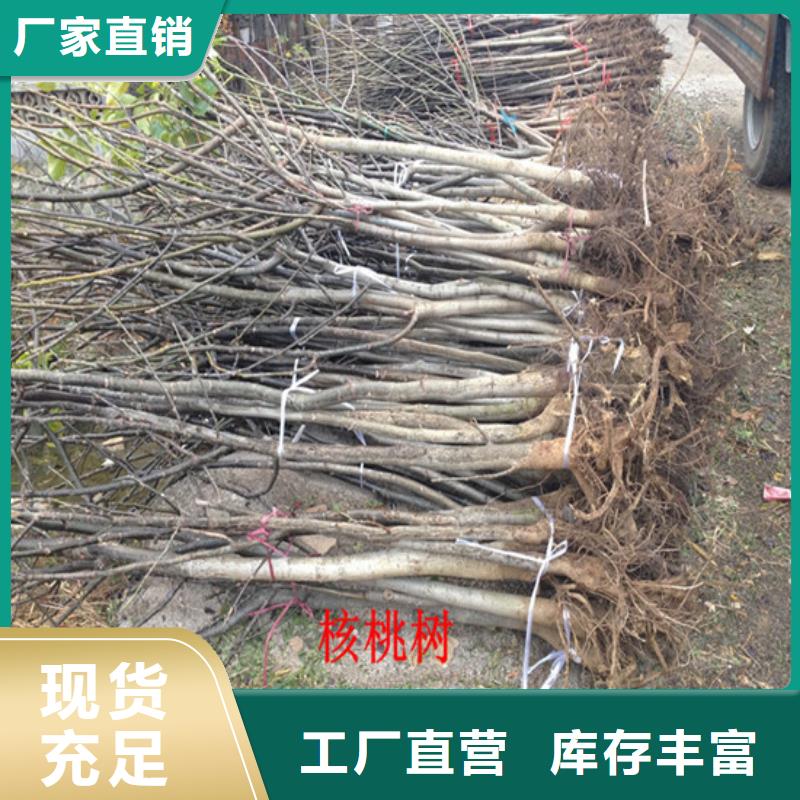 核桃苗-蟠枣树苗设备齐全支持定制